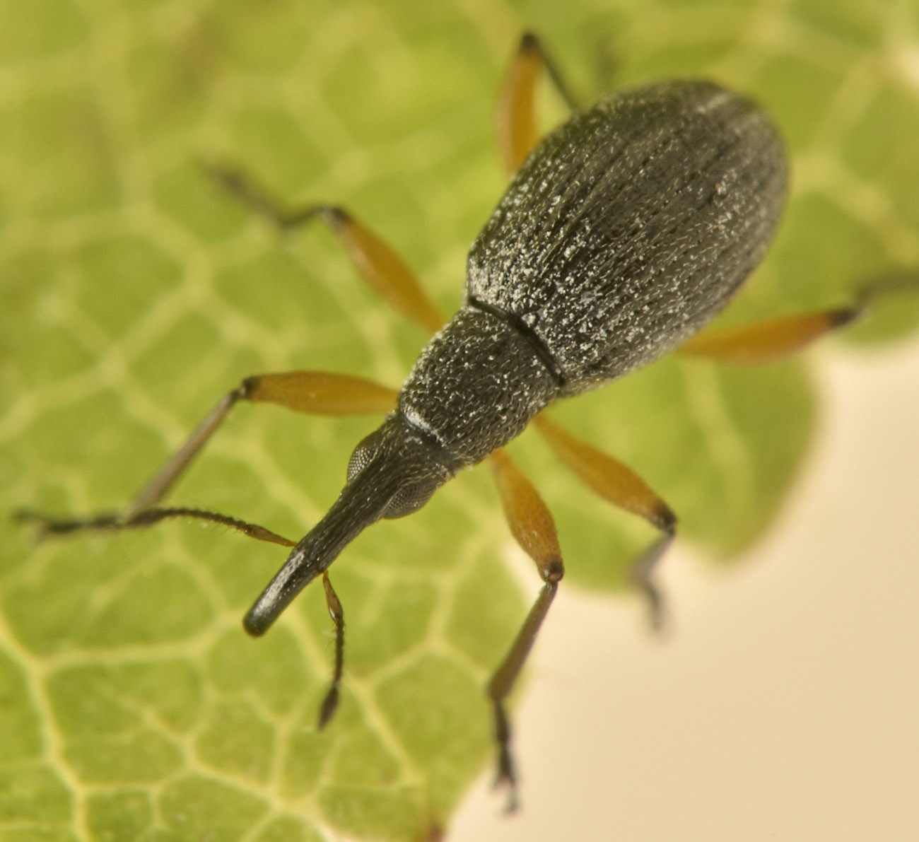 Apionidae: Protapion ononidis